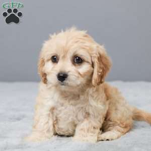 Faith, Cavachon Puppy